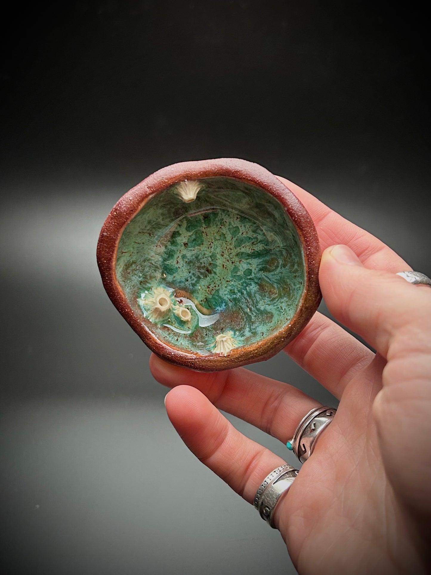 baby barnacle tide pool dish