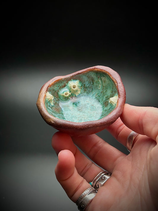 baby barnacle tide pool dish